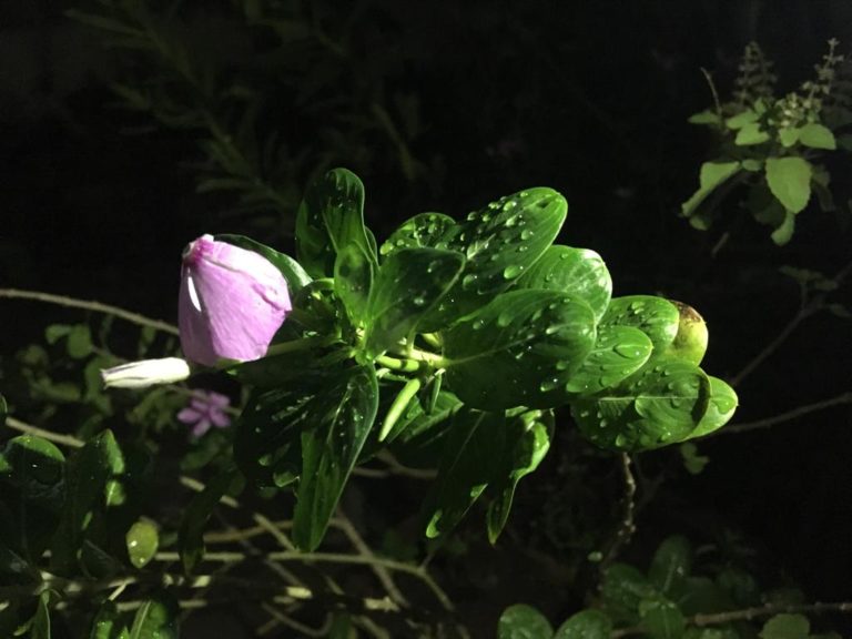 Read more about the article Click of the Beauty! 🌺